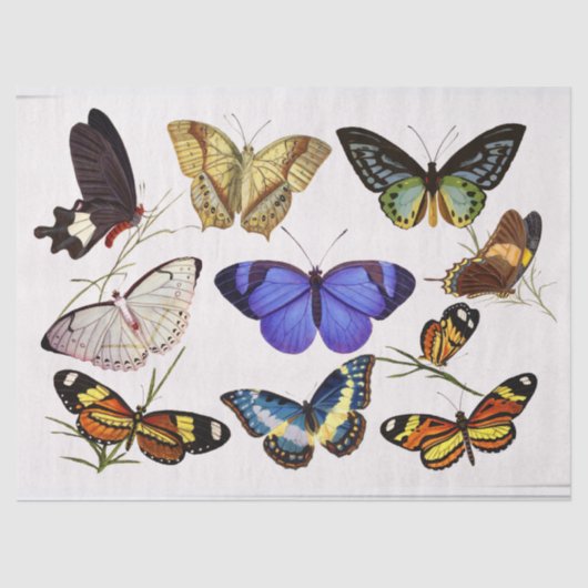 Weefselpapier voor Victoriaans butterijen Tissuepapier (Voorkant)