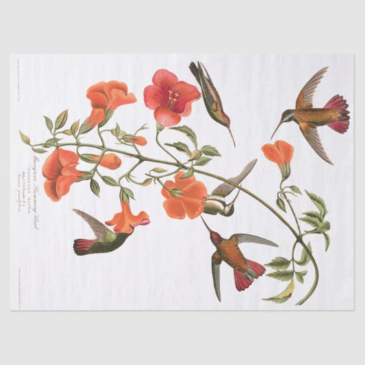 Weefselpapier voor vogelpest tissuepapier (Voorkant)