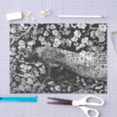 Weefselpapier, ZWART EN WITTE PEACOCK Tissuepapier (Craft)