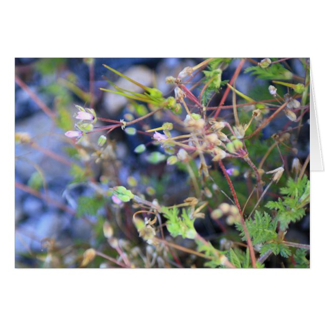 Weefsels (Voorkant Horizontaal)