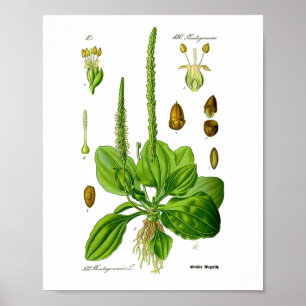 Weegbree Eetbare Groene Planten Kruiden Volksgenee Poster