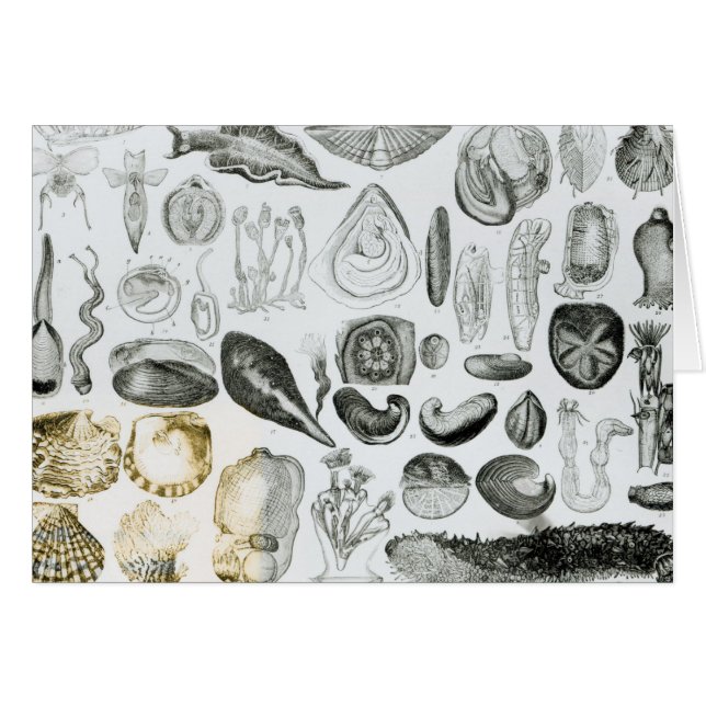 Weekdieren (Voorkant Horizontaal)