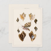 weekdieren en slakken, mariene levende organismen (Voorkant / Achterkant)