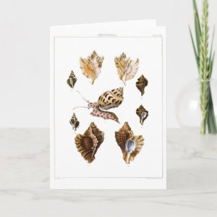  weekdieren en slakken, mariene levende organismen kaart