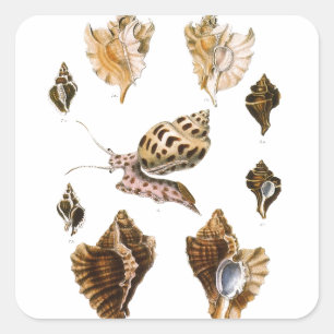  weekdieren en slakken, mariene levende organismen vierkante sticker
