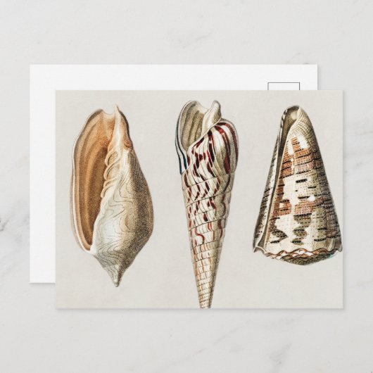 Weekdieren  geïllustreerd briefkaart (Voorkant / Achterkant)