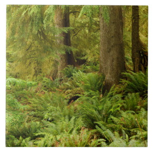 Weelderig bos en varens Ecola State Park, Oregon Tegeltje