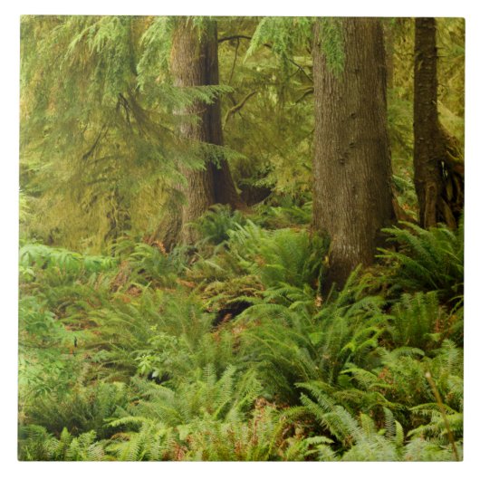 Weelderig bos en varens | Ecola State Park, Oregon Tegeltje (Voorkant)