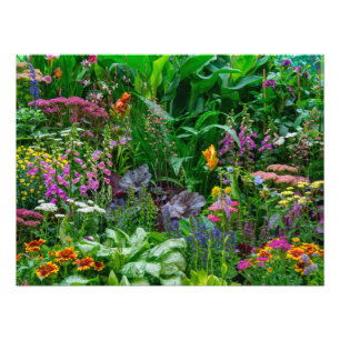 Weelderige Engelse Cottage Garden Zomer Bloemen Fo Foto Afdruk