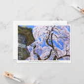 Weeping cherry tree ("Nara Ichiban-Zakura") カード Kaart (Voorkant / Achterkant in situ)