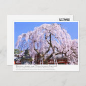 Weeping cherry tree ("Nara Ichiban-Zakura") ポストカード Briefkaart (Voorkant / Achterkant)