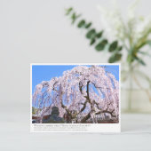 Weeping cherry tree ("Nara Ichiban-Zakura") ポストカード Briefkaart (Staand voorkant)