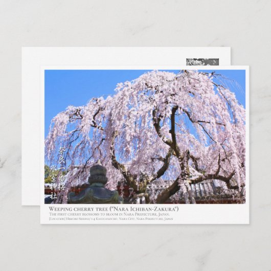 Weeping cherry tree ("Nara Ichiban-Zakura") ポストカード Briefkaart (Voorkant / Achterkant)