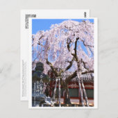 Weeping cherry tree ("Nara Ichiban-Zakura") ポストカード Briefkaart (Voorkant / Achterkant)
