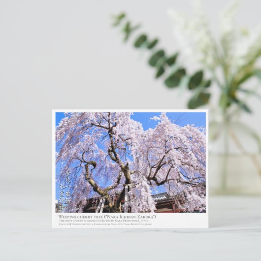 Weeping cherry tree ("Nara Ichiban-Zakura") ポストカード Briefkaart (Staand voorkant)