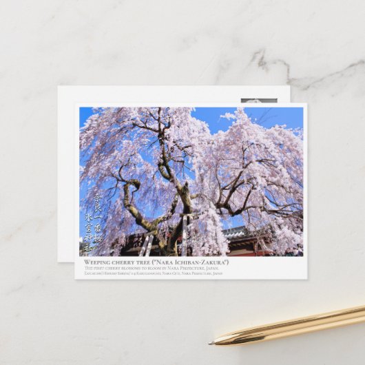 Weeping cherry tree ("Nara Ichiban-Zakura") ポストカード Briefkaart (Voorkant / Achterkant in situ)