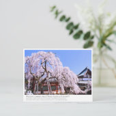Weeping cherry tree ("Nara Ichiban-Zakura") ポストカード Briefkaart (Staand voorkant)