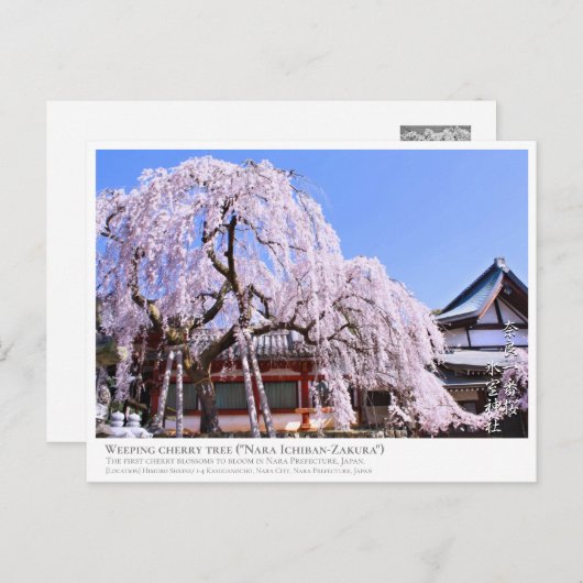Weeping cherry tree ("Nara Ichiban-Zakura") ポストカード Briefkaart (Voorkant / Achterkant)