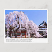 Weeping cherry tree ("Nara Ichiban-Zakura") ポストカード Briefkaart (Voorkant)