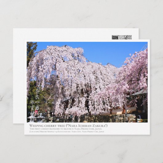 Weeping cherry tree ("Nara Ichiban-Zakura") ポストカード Briefkaart (Voorkant / Achterkant)