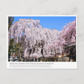 Weeping cherry tree ("Nara Ichiban-Zakura") ポストカード Briefkaart (Voorkant)