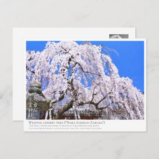 Weeping cherry tree ("Nara Ichiban-Zakura") ポストカード Briefkaart (Voorkant / Achterkant)