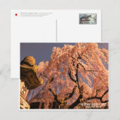 Weeping cherry tree ("Nara Ichiban-Zakura") Briefkaart (Voorkant / Achterkant)