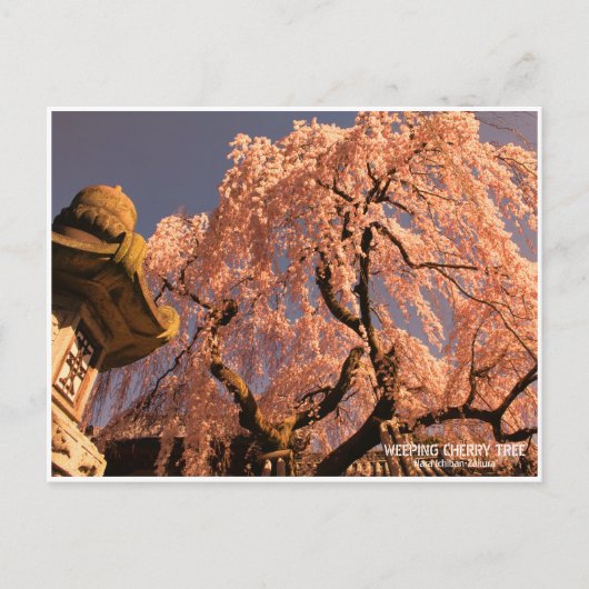 Weeping cherry tree ("Nara Ichiban-Zakura") Briefkaart (Voorkant)