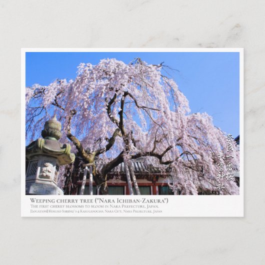 Weeping cherry tree ("Nara Ichiban-Zakura") Briefkaart (Voorkant)