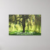 Weeping Willow Bloedel Reserve Bainbridge Island Canvas Afdruk (Voorkant)