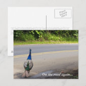 Weer onderweg - Briefkaart Maui Peacock (Voorkant / Achterkant)