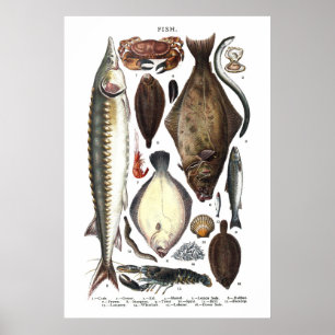 Weergave van verschillende vissoorten poster
