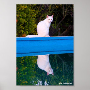 Weerspiegeling van een portret van een witte kat poster