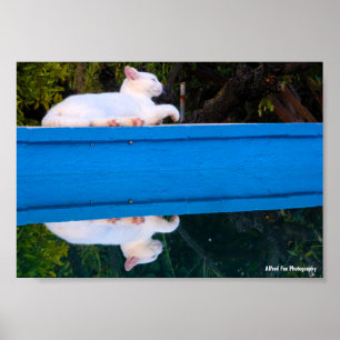 Weerspiegeling van een Witte Kat Poster