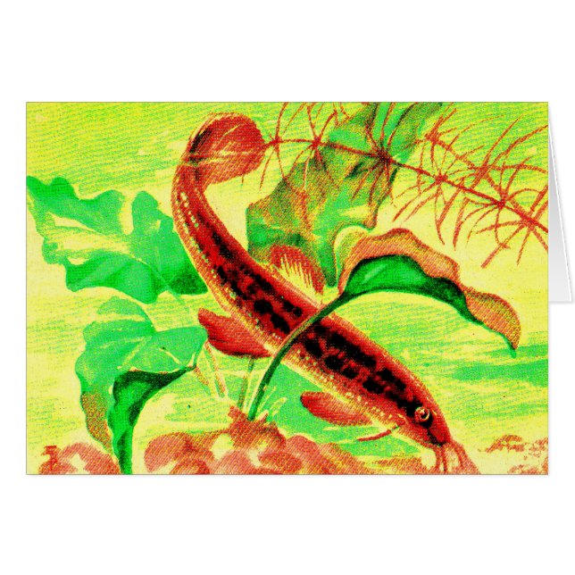 weervis (Voorkant Horizontaal)