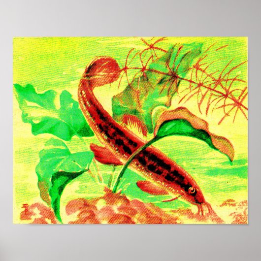 weervis poster (Voorkant)