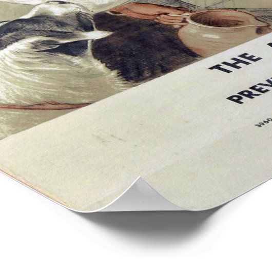 Wees aardig tegen dieren-katten poster (Hoek)