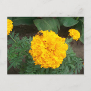 Wees op een felgele goudsbloem, foto briefkaart