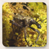 Weevil onderzetter (Voorkant)