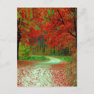 WEG BOS BOMEN BOTANISCH NATUUR LANDSCHAP BRIEFKAART