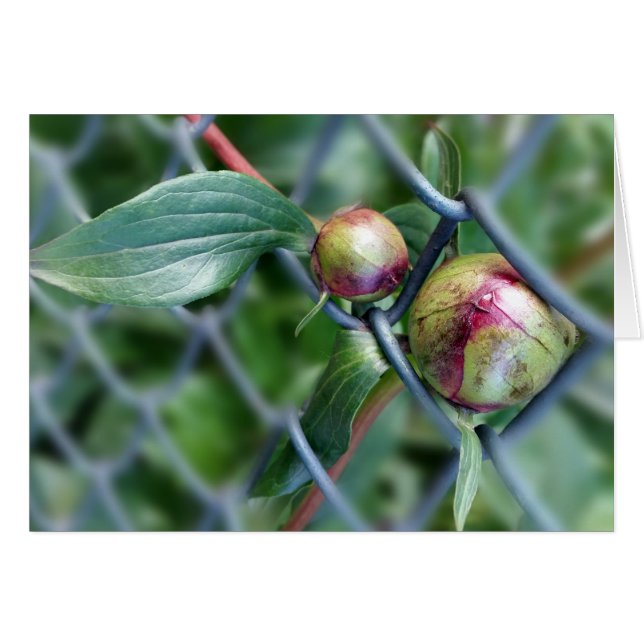 weg door hek (Voorkant Horizontaal)