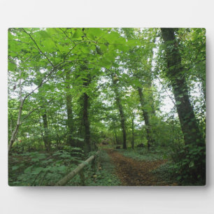 Weg door het Groene Bosschild Fotoplaat