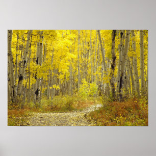 Weg met herfstkleuren en espes in Kebler 2 Poster