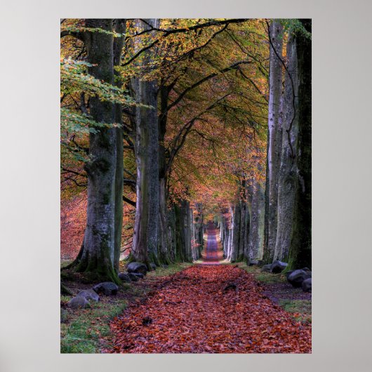 WEG MET VERLIES TUSSEN BOMEN POSTER (Voorkant)