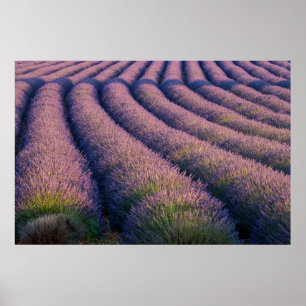 Wegen lavendel in Provence Poster