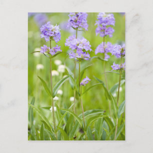 Weide van penstemon-wildbloemen in de briefkaart