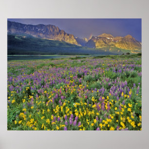 Weide van wilde bloemen in de Many glacier Poster