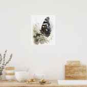 Weidemeyers Admiral Butterfly Art Print Poster (Keuken)