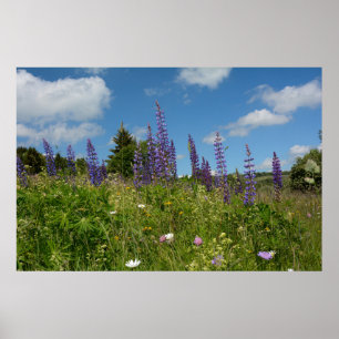 Weiden met lupinen - poster