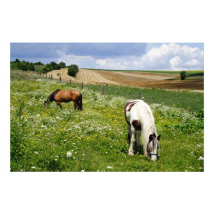 Weidende paarden foto afdruk